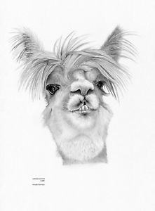 221x300 Llama Ltd Edit Art Drawing Prints Sizes Or Note Card - Llama Drawing