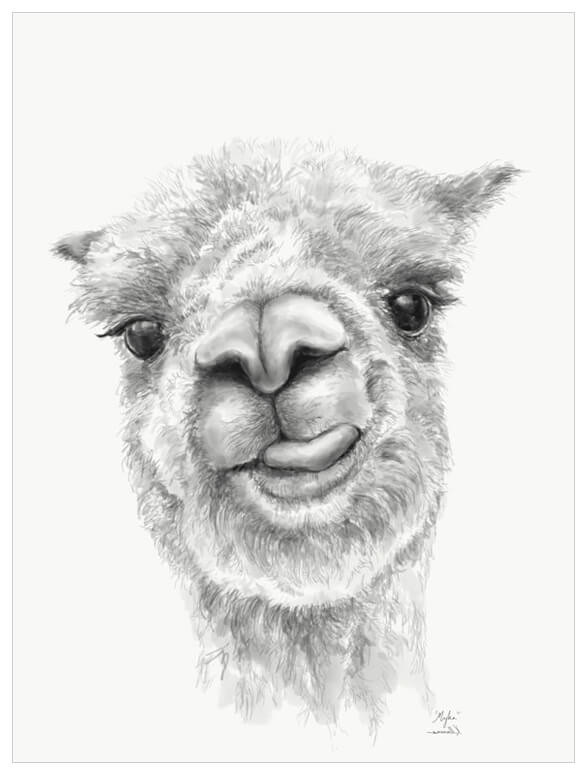 587x775 Llama Draw You A Portrait - Llama Drawing