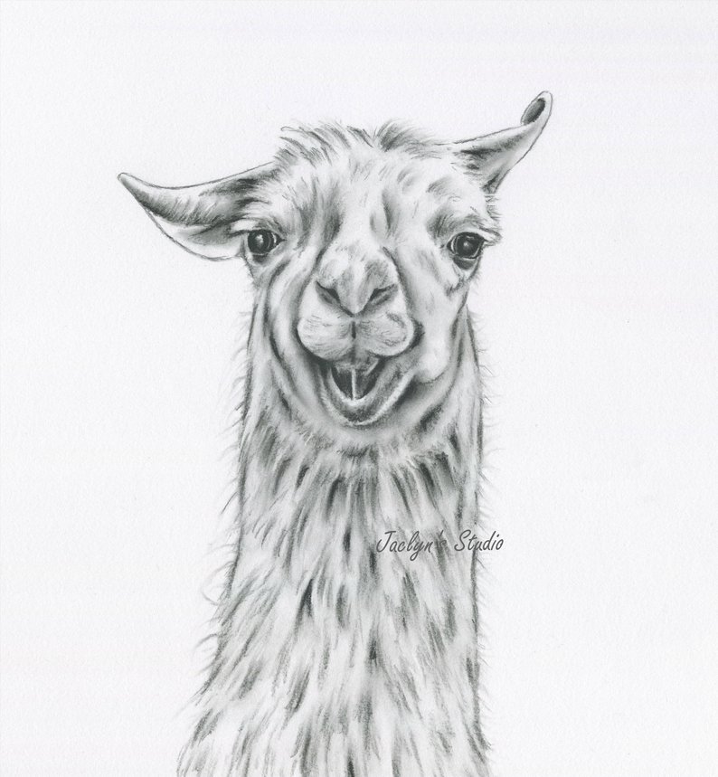 Llama Drawing at Explore collection of Llama Drawing