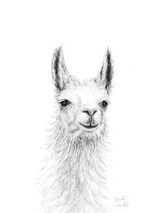 225x300 Llama Drawings Fine Art America - Llama Drawing