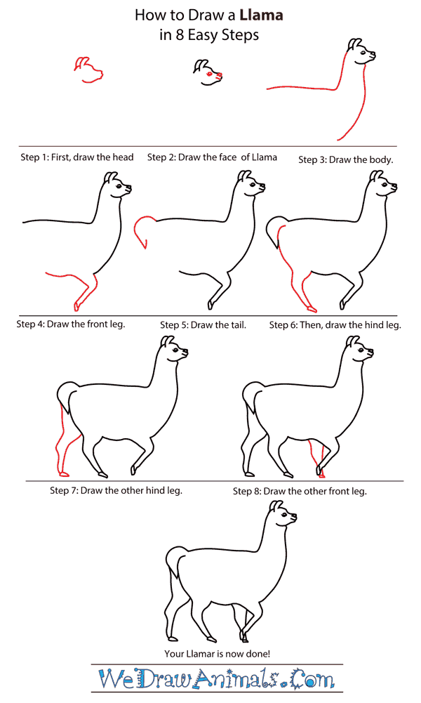 600x1001 How To Draw A Llama - Llama Face Drawing