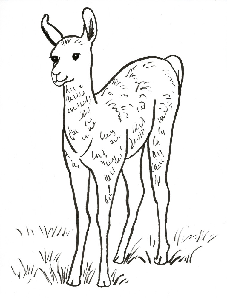 760x999 How To Draw A Llama Face - Llama Face Drawing