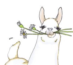 236x211 best llama drawing images llama drawing, llamas, drawings - Llama Face Drawing