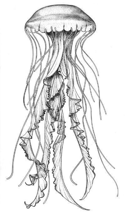 400x680 Llama Face Drawing - Llama Face Drawing