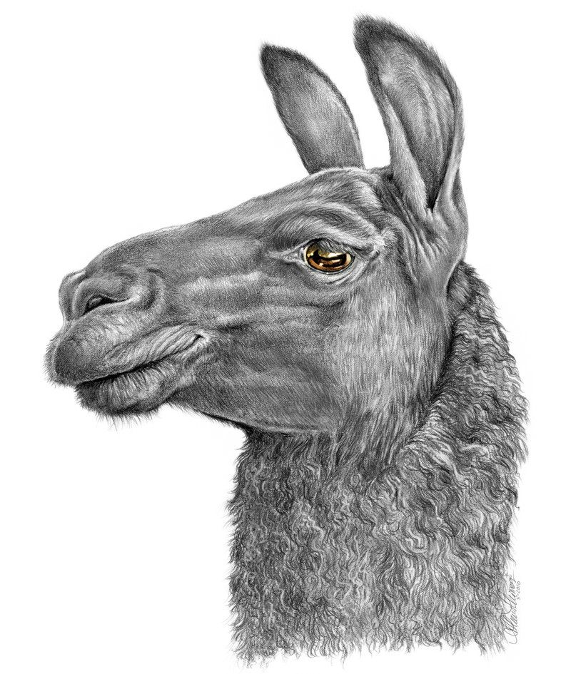 800x945 Llama Face - Llama Face Drawing