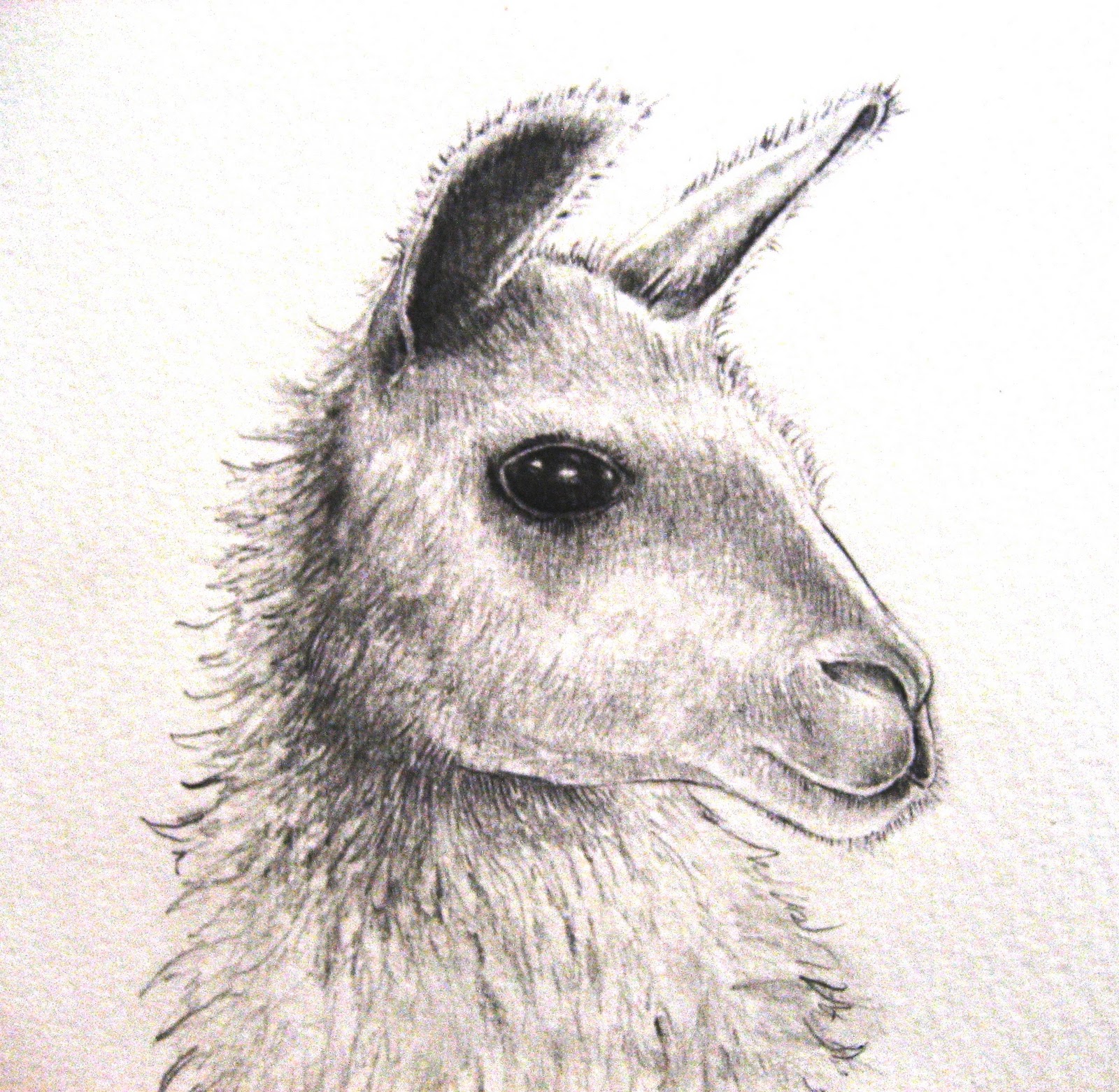 Llama Face Drawing at Explore collection of Llama