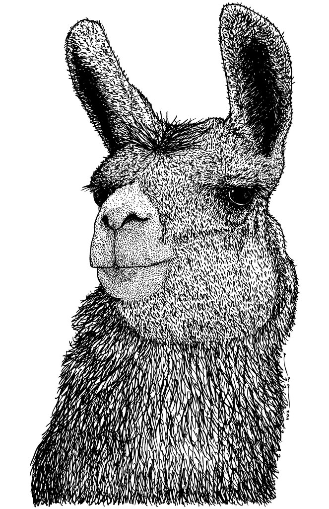 Llama Face Drawing at PaintingValley.com | Explore collection of Llama ...