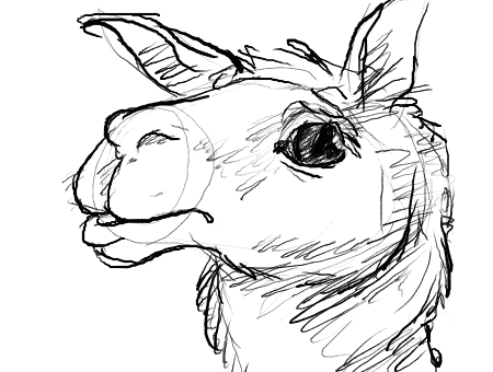 450x340 Artsy Drawing Gypsy Transparent Png Clipart Free Download - Llama Face Drawing