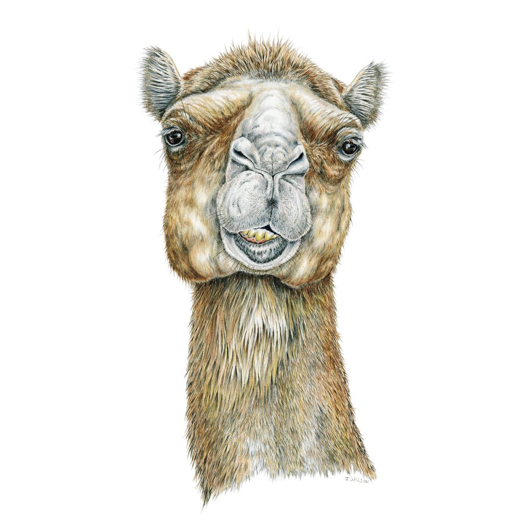 Llama Face Drawing at Explore collection of Llama