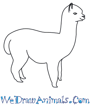 300x350 How To Draw An Alpaca - Llama Line Drawing