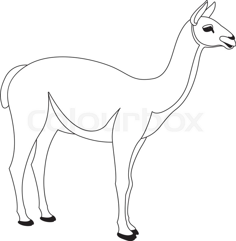 784x800 Lama Vector Illustration Line Drawing Stock Vector Colourbox - Llama Line Drawing