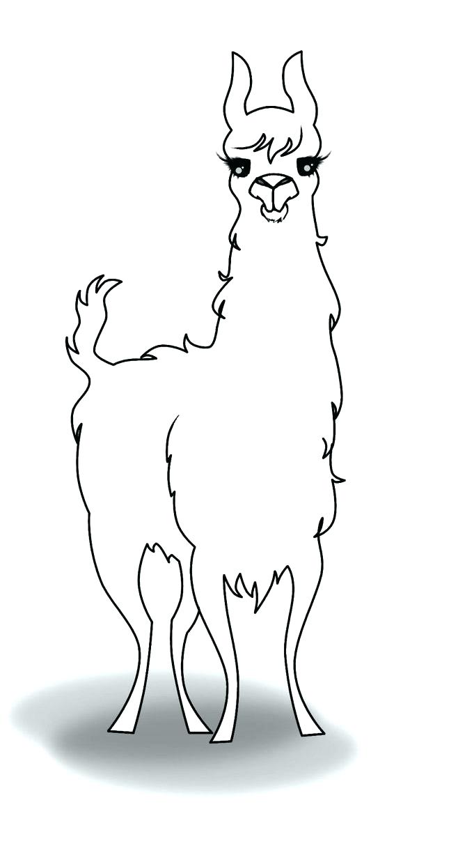 Llama Line Drawing at Explore collection of Llama