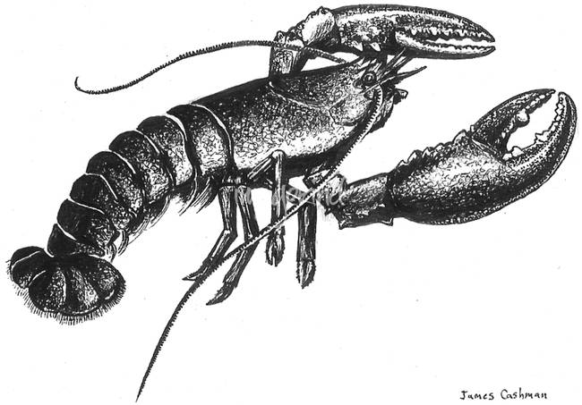 650x453 Drawing Lobster Artwork For Sale On Fine Art Prints - Lobster Claw Drawing
