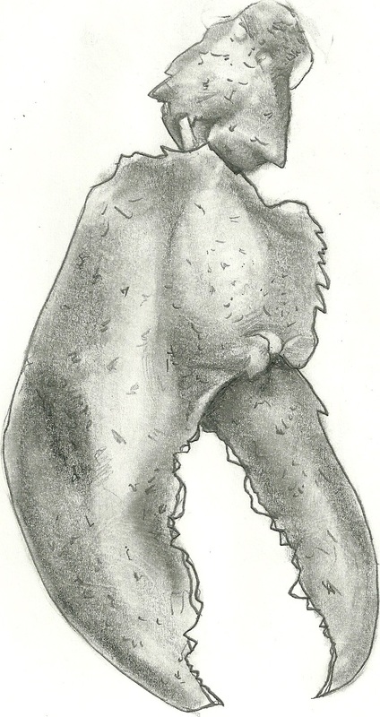 424x800 Drawing - Lobster Claw Drawing