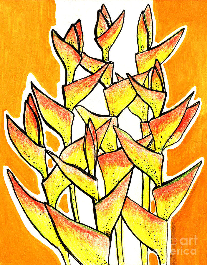 703x900 Heliconia Rostrata Lobster Claw Drawing - Lobster Claw Drawing