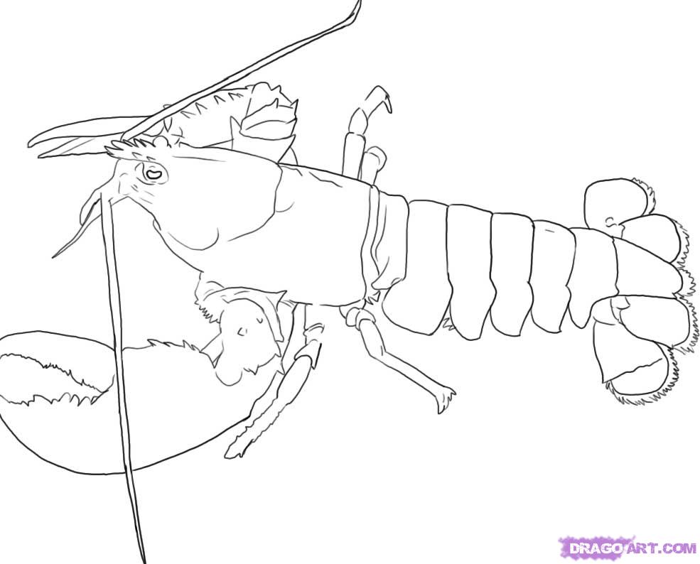985x794 How To Draw A Lobster, Step - Lobster Claw Drawing