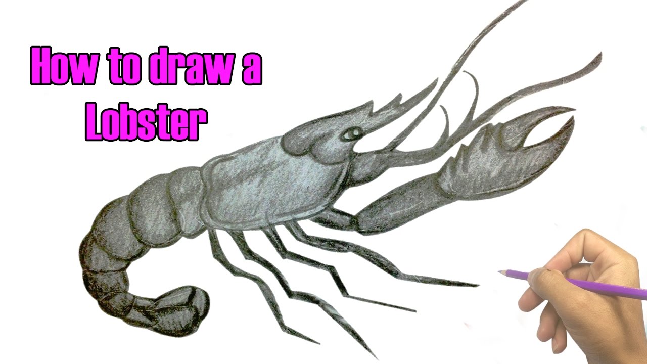1280x720 How To Draw A Lobster - Lobster Drawing