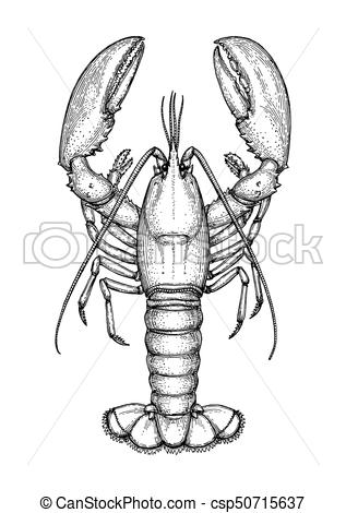 317x470 Ink Sketch Of Lobster Isolated On White Background Hand Drawn - Lobster Drawing