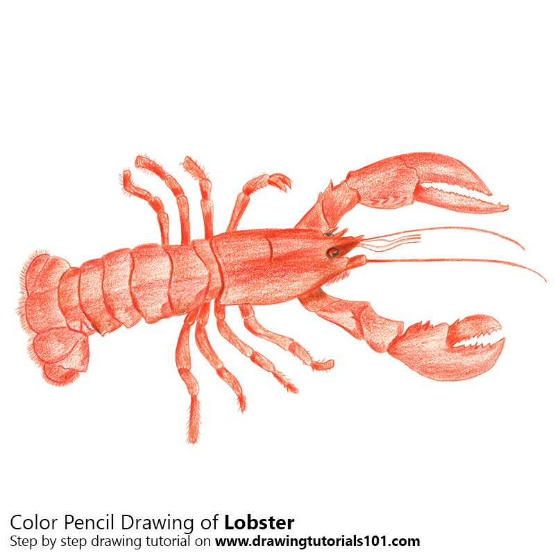 800x800 Lobster Colored Pencils - Lobster Drawing
