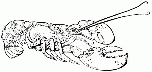 500x236 Lobster Drawing - Lobster Drawing