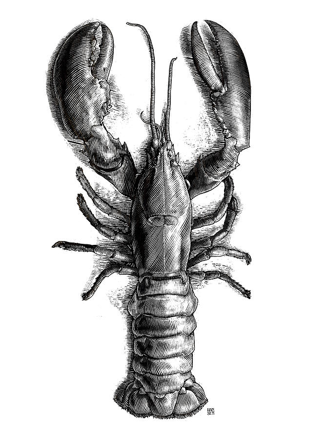 Lobster Drawing at PaintingValley.com | Explore collection of Lobster ...
