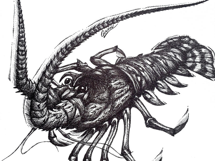 900x675 Lobster Drawing - Lobster Drawing