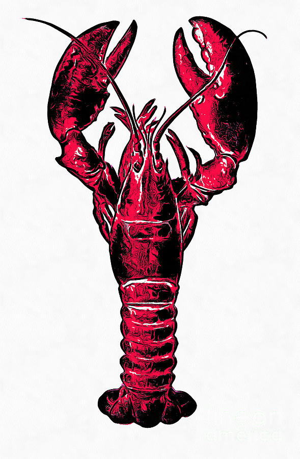 589x900 Red Lobster Drawing - Lobster Drawing