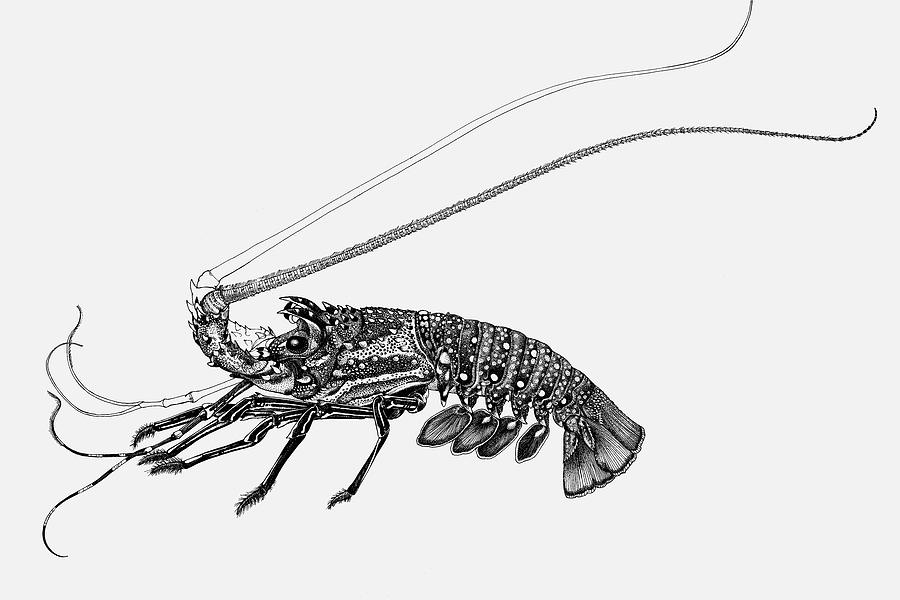 900x600 Rock Lobster Drawing - Lobster Drawing