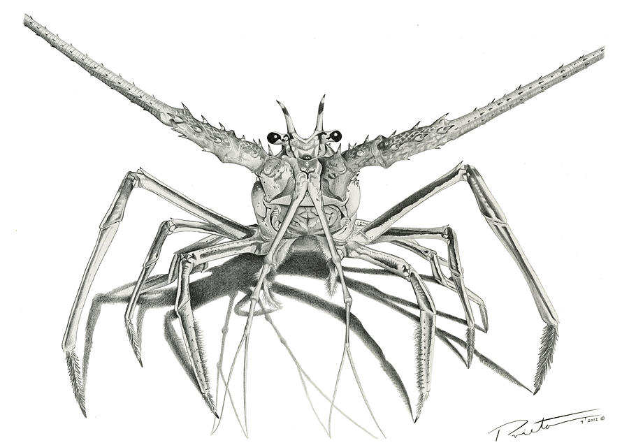 900x637 spiny lobster drawing - Lobster Drawing