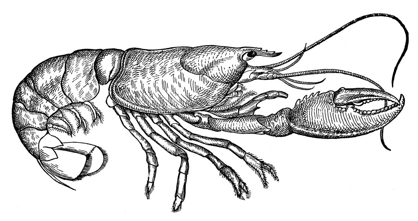 1350x715 Vintage Clip Art - Lobster Drawing