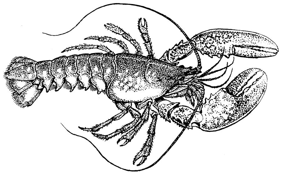 900x557 Vintage Lobster Illustration Drawing - Lobster Drawing
