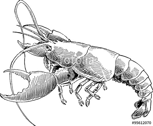 500x411 Vintage Drawing Lobster Stock Photo And Royalty Free Images - Lobster Drawing