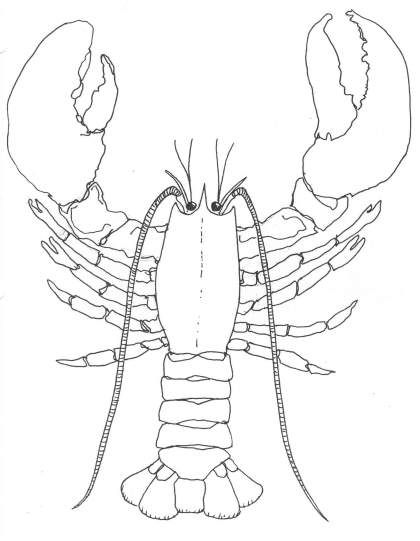 420x541 How To Draw A Lobster Lobsters Will Regenerate A Claw If It Is - Lobster Drawing