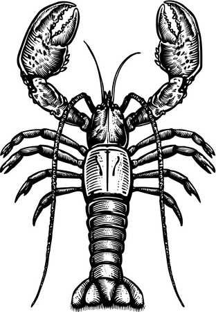 312x450 Lobster Drawing - Lobster Drawing