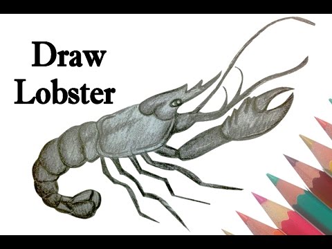 480x360 Draw A Lobster - Lobster Drawing