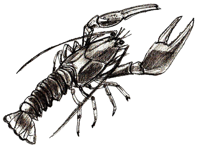 400x297 How To Draw A Lobster - Lobster Drawing