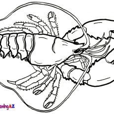 230x230 Grand Lobster Coloring - Lobster Drawing For Kids