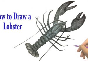 300x210 Lobster Drawing Easy How To Draw A Shrimp For Kids How To Draw - Lobster Drawing For Kids