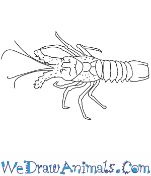 300x350 how to draw a spiny lobster - Lobster Line Drawing