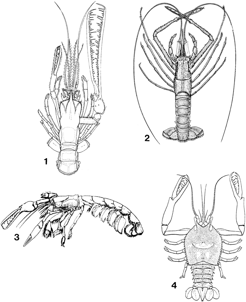 850x1045 Line Drawings Of Nephropid Lobster Thaumastocheles Zaleucus - Lobster Line Drawing
