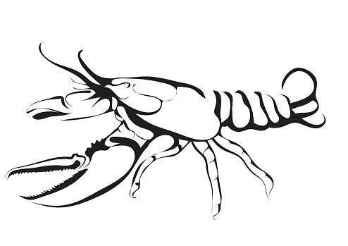 494x349 Lobster Clipart Line Drawing - Lobster Line Drawing