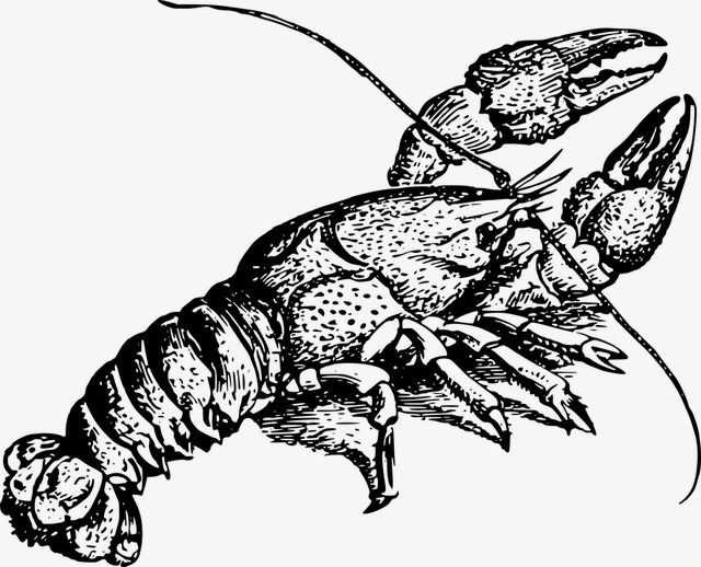 640x518 Lobster Illustration, Black And White, Line Drawing, Ocean Png - Lobster Line Drawing