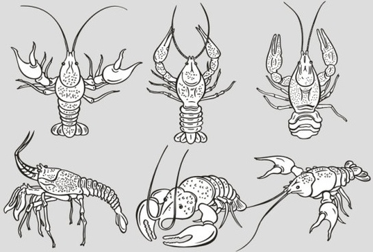 545x368 Lobster Drawing Free Vector Download - Lobster Line Drawing