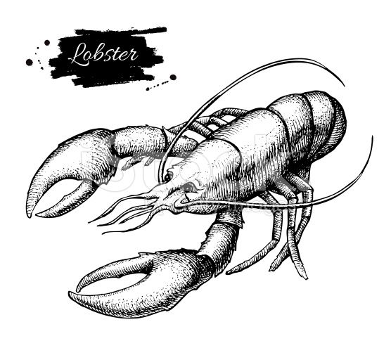 556x495 Vector Vintage Lobster Drawing Hand Drawn Monochrome Seafood - Lobster Line Drawing
