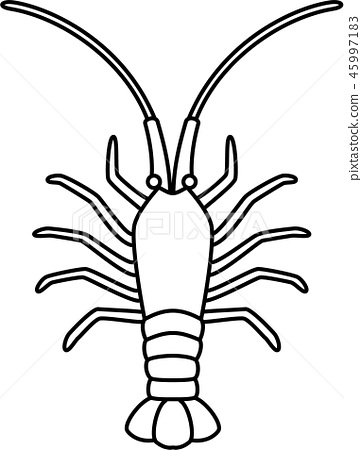 362x450 spiny lobster - Lobster Line Drawing