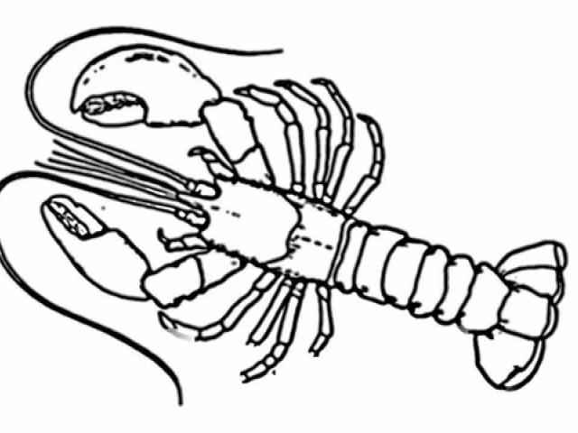 640x480 Drawn Lobster Line Drawing - Lobster Line Drawing