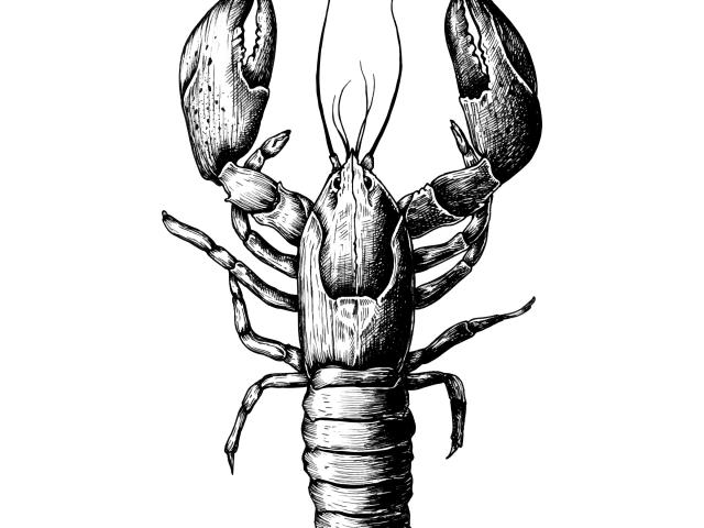 640x480 Drawn Lobster Line Drawing - Lobster Line Drawing