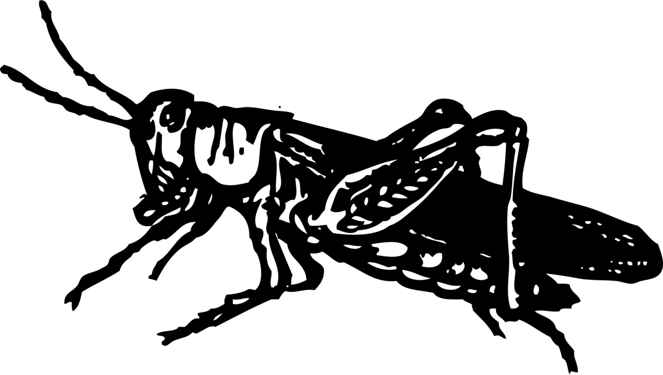 1325x750 grasshopper computer icons locust drawing download cc0 - Locust Drawing