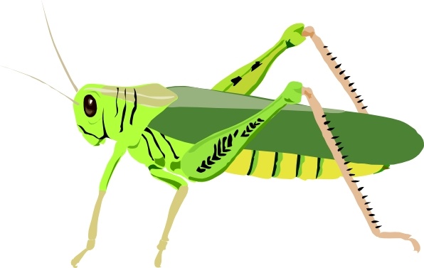 596x377 grasshopper locust clip art free vector in open office drawing - Locust Drawing