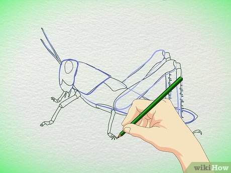460x345 how to draw a grasshopper steps - Locust Drawing